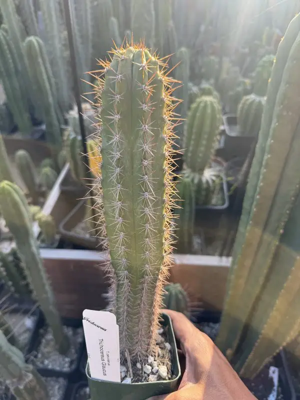 T. Glaucus