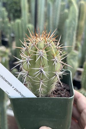 T. chiloensis v. panhoplites