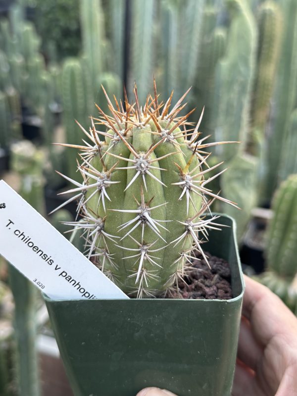 T. chiloensis v. panhoplites