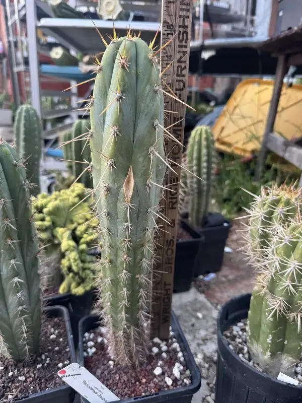 T. Glaucus - Image 3