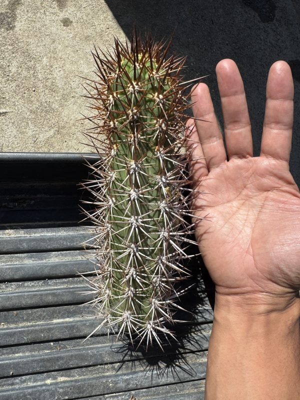 Trichocereus nigripilis - Image 2