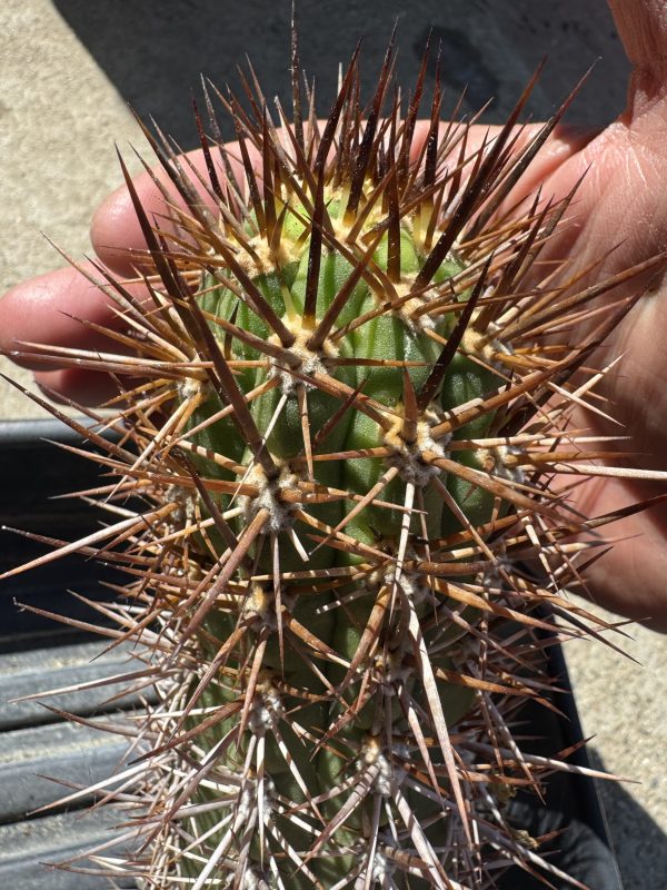 Trichocereus nigripilis - Image 7