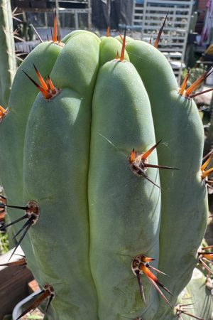 Arid Art Macro