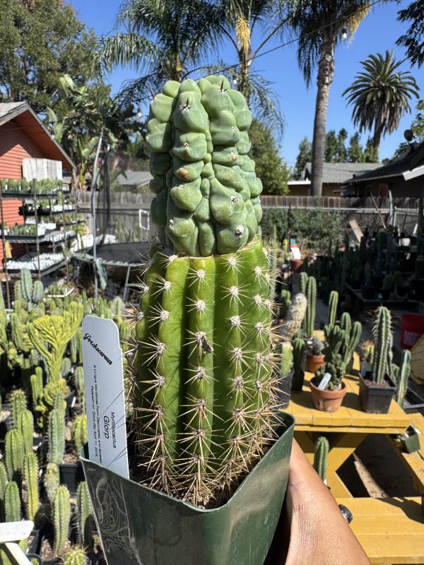 Myrtillocactus Glorp graft - Image 11