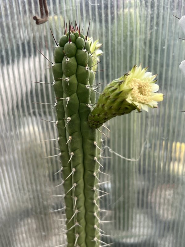 Rauhocereus riosaniensis - Image 6