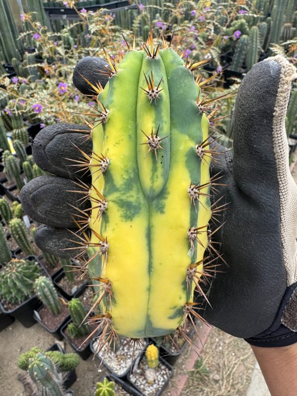 Variegated JS47V - Image 11