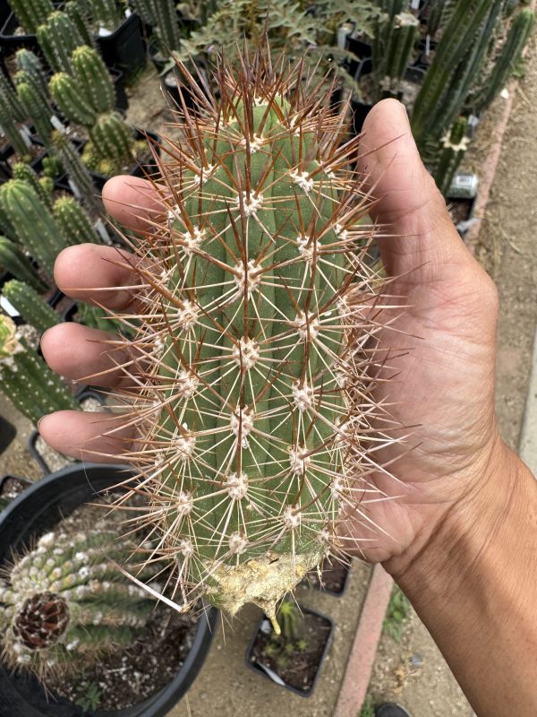 Trichocereus nigripilis - Image 6