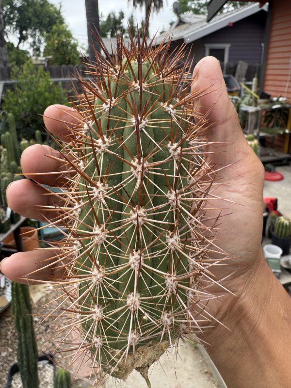 Trichocereus nigripilis - Image 5