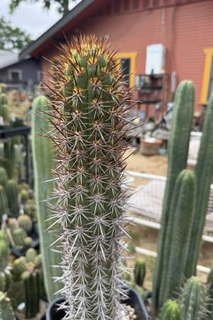 Trichocereus nigripilis