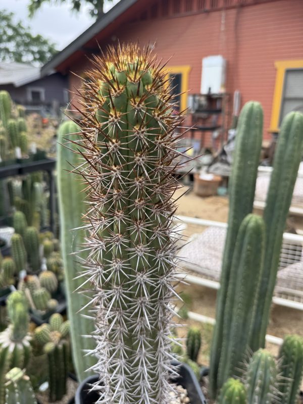 Trichocereus nigripilis