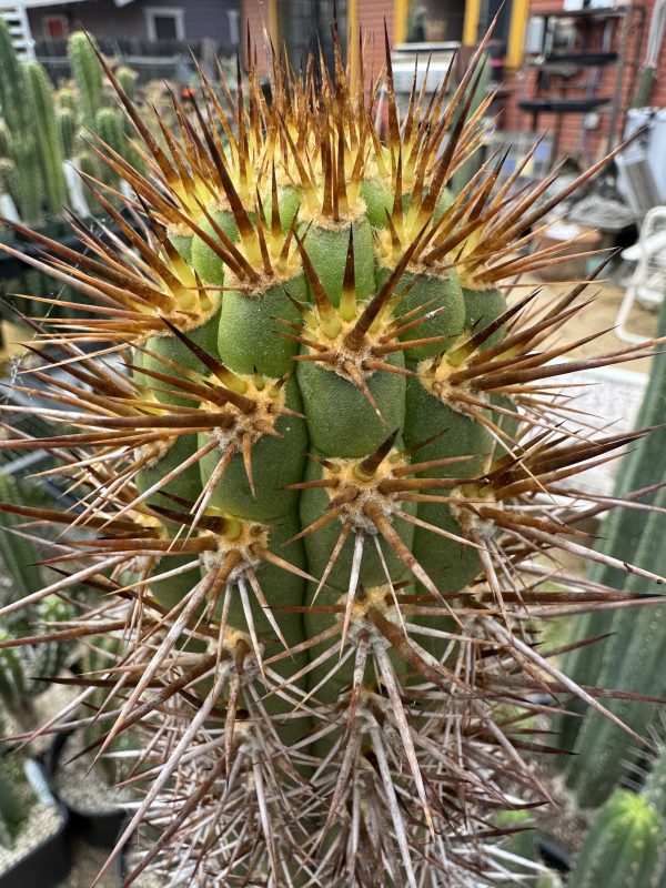 Trichocereus nigripilis - Image 4
