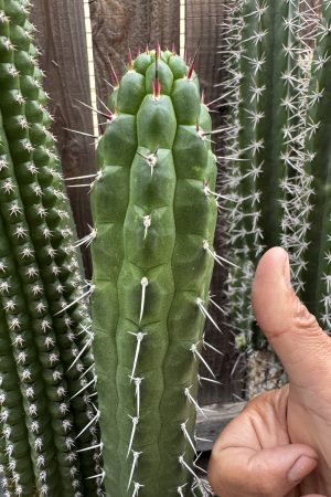 Rauhocereus riosaniensis