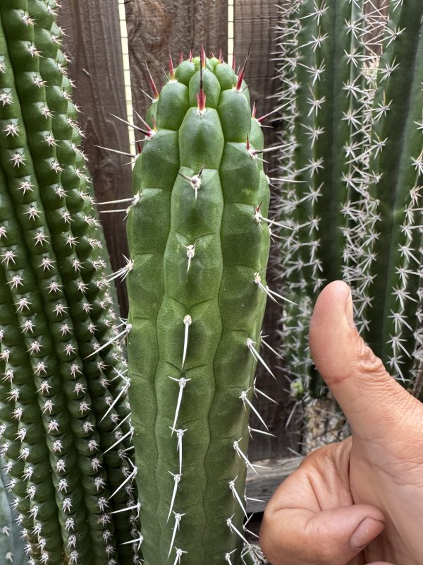 Rauhocereus riosaniensis