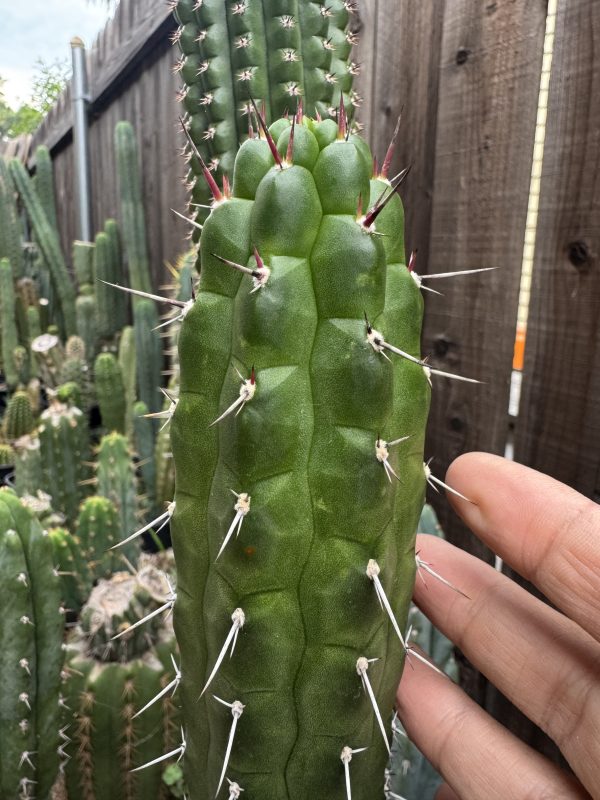 Rauhocereus riosaniensis - Image 3