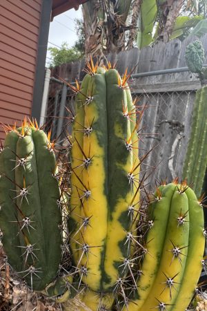 Variegated Chalaensis x KGC