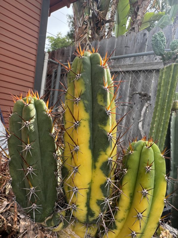 Variegated Chalaensis x KGC