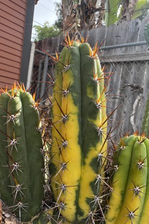 Variegated Chalaensis x KGC