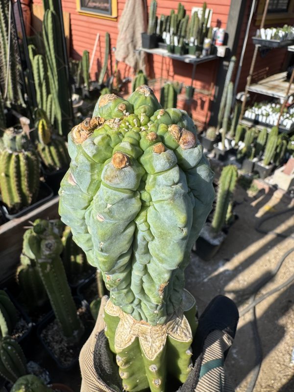 Myrtillocactus Glorp graft - Image 4
