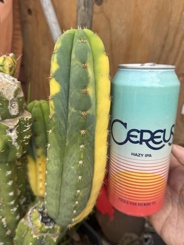 Variegated Neon - Image 6