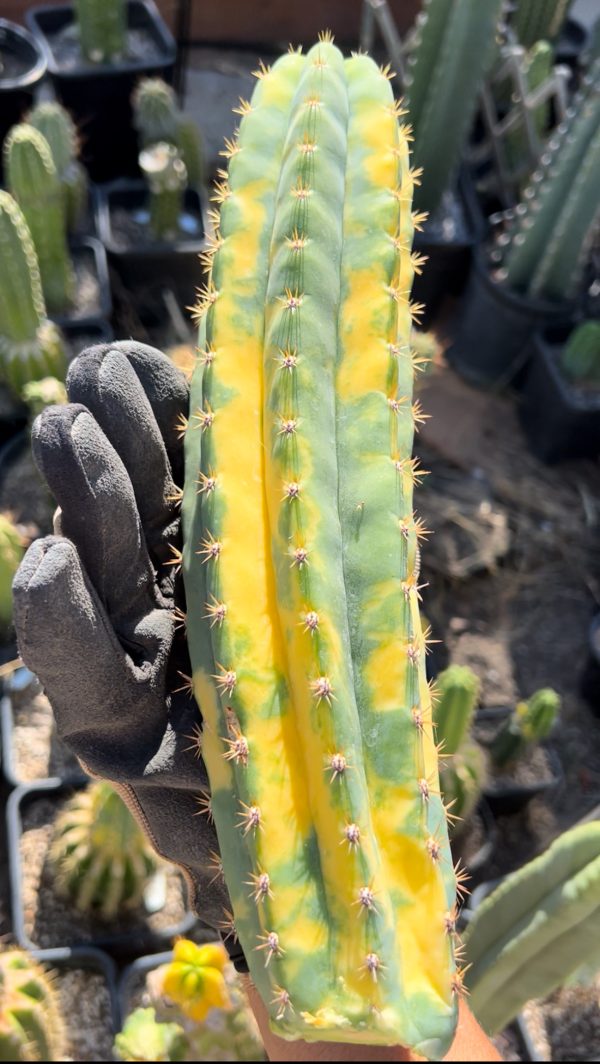Variegated Neon - Image 3