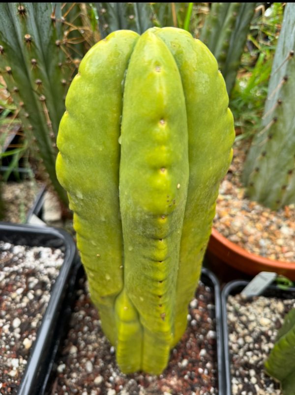 Kiwi Gold - Image 2