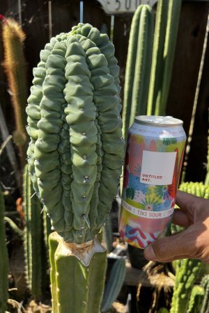 Myrtillocactus Glorp graft