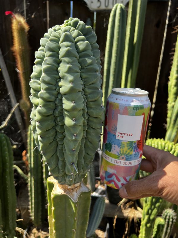 Myrtillocactus Glorp graft