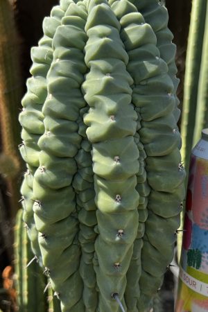 Myrtillocactus Glorp graft