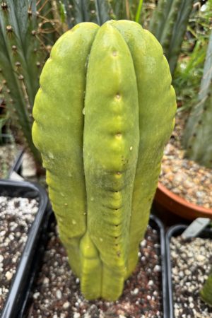 Kiwi Gold