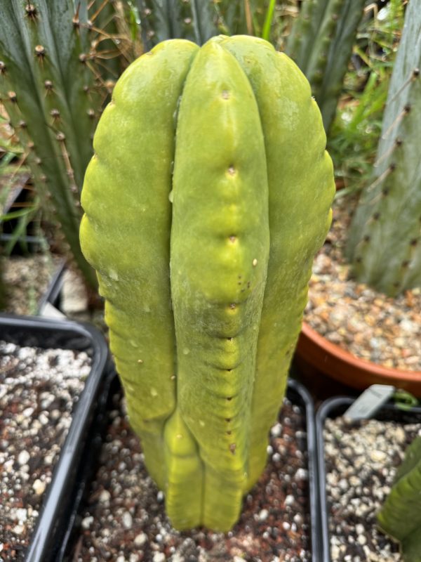 Kiwi Gold