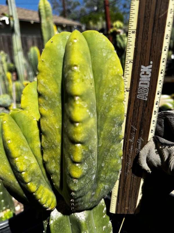Kiwi Gold - Image 15