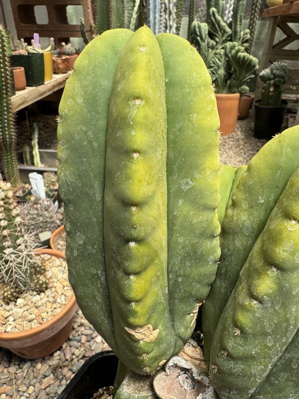 Kiwi Gold - Image 14