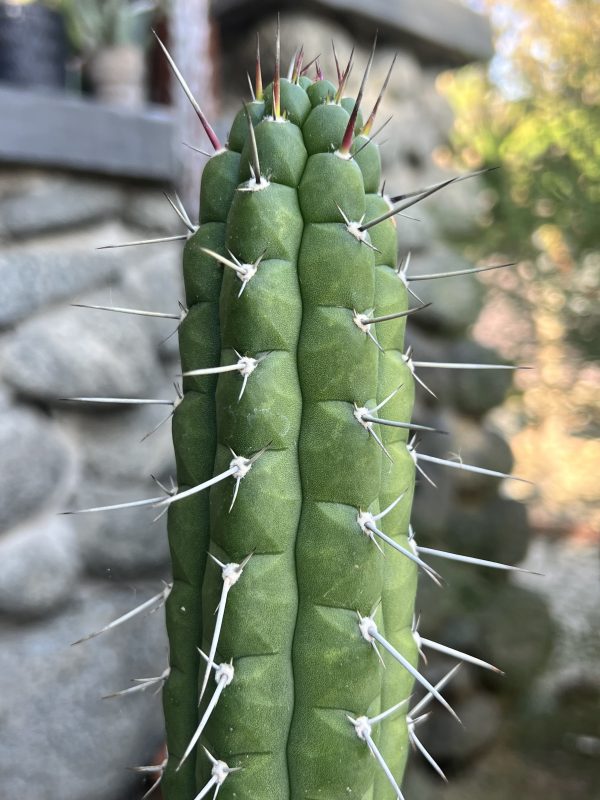 Rauhocereus riosaniensis - Image 4