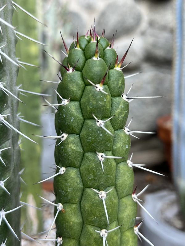 Rauhocereus riosaniensis - Image 5