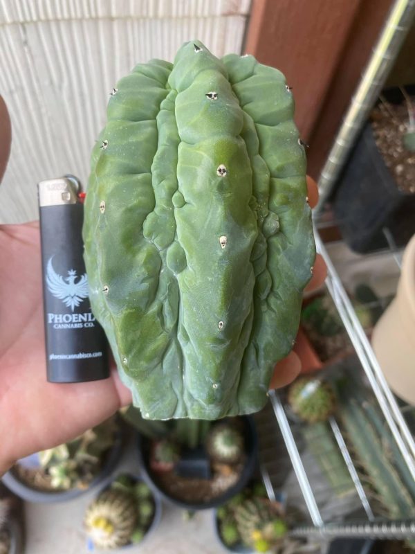 Myrtillocactus Glorp graft - Image 3