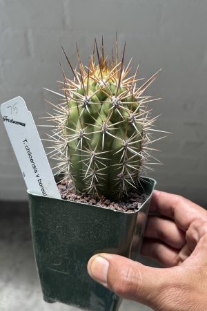 T. chiloensis v. borealis