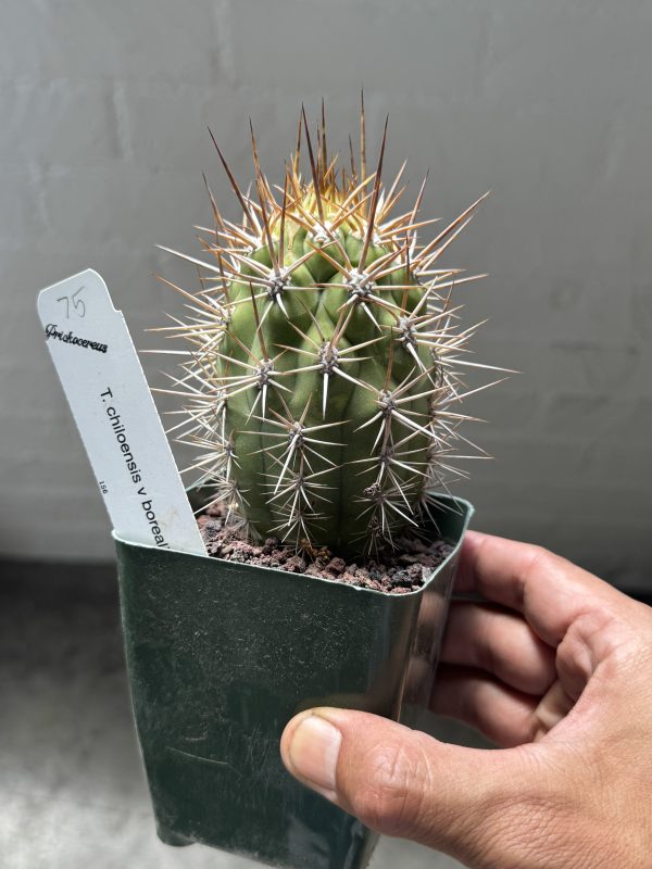 T. chiloensis v. borealis