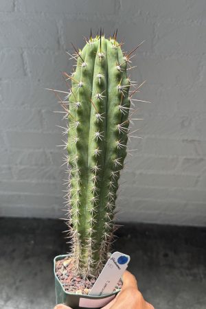 T. peruvianus