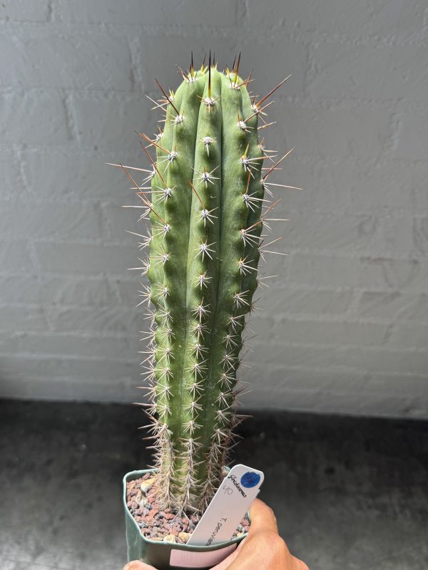 T. peruvianus