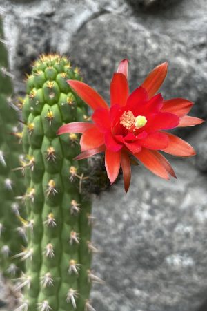 Loxanthocereus sulcifer