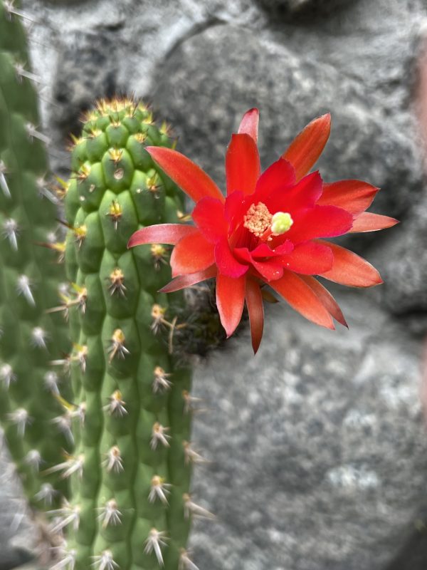 Loxanthocereus sulcifer