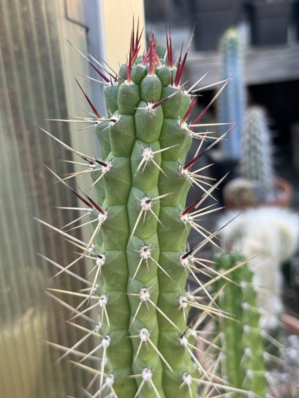 Rauhocereus riosaniensis - Image 7