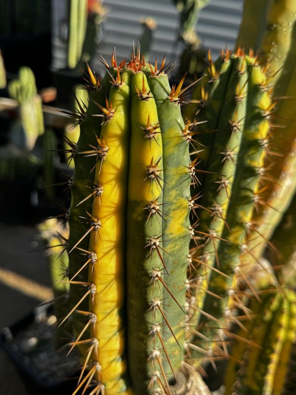Variegated JS47V - Image 14
