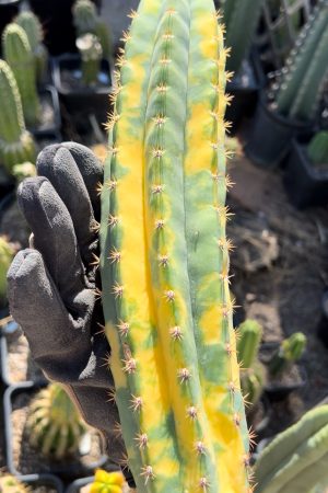 Variegated Neon