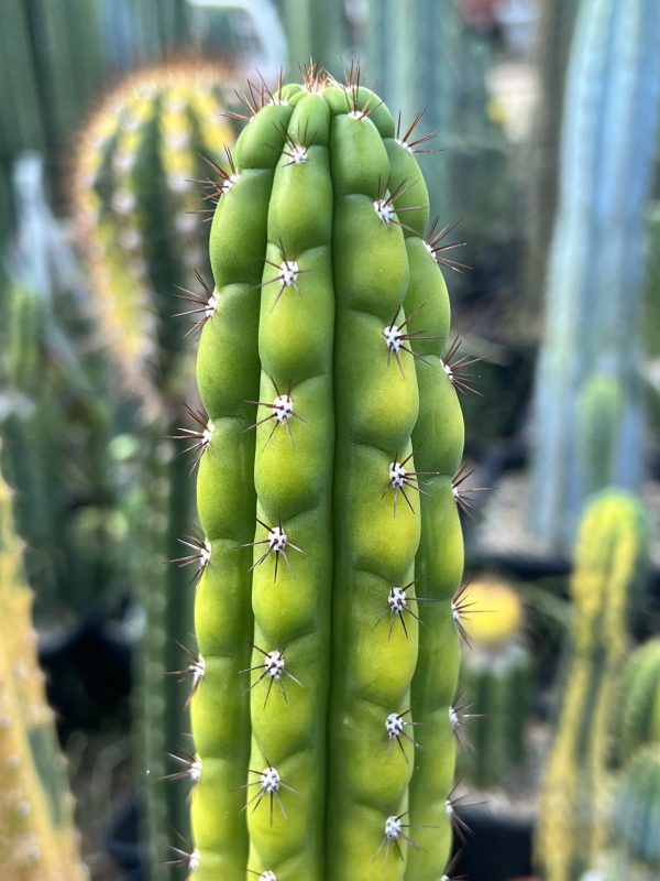 Variegated Naga-Ina - Image 5