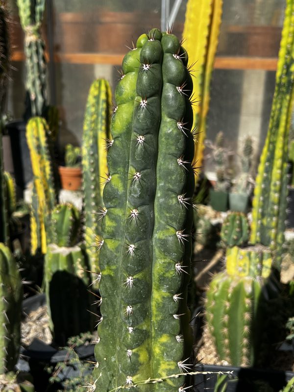 Variegated Naga-Ina - Image 7