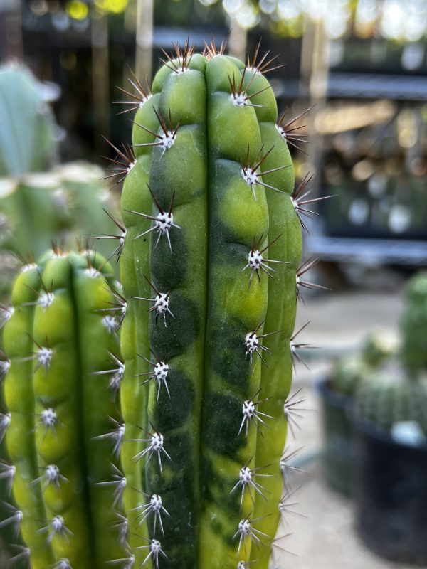 Variegated Naga-Ina - Image 8