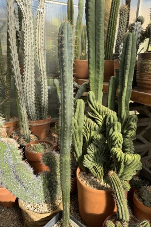 Pilosocereus pentaedraphorus