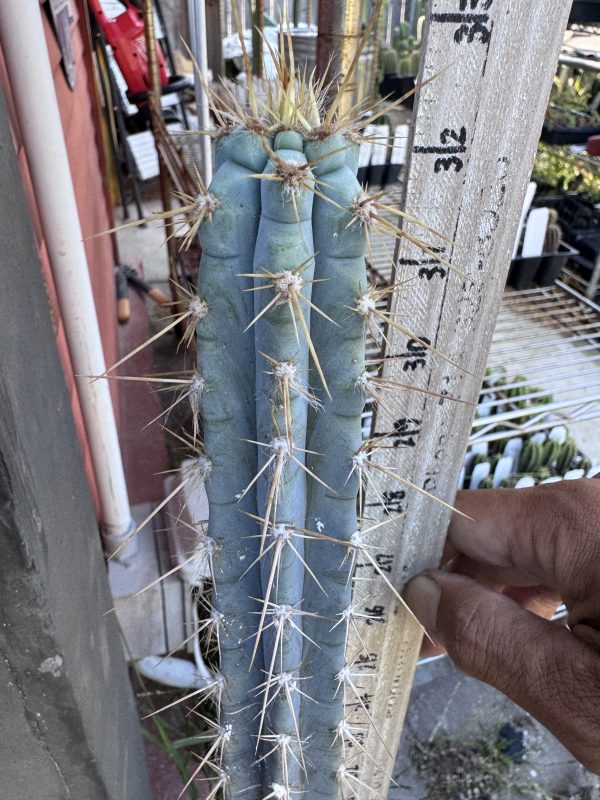 Pilosocereus pentaedraphorus