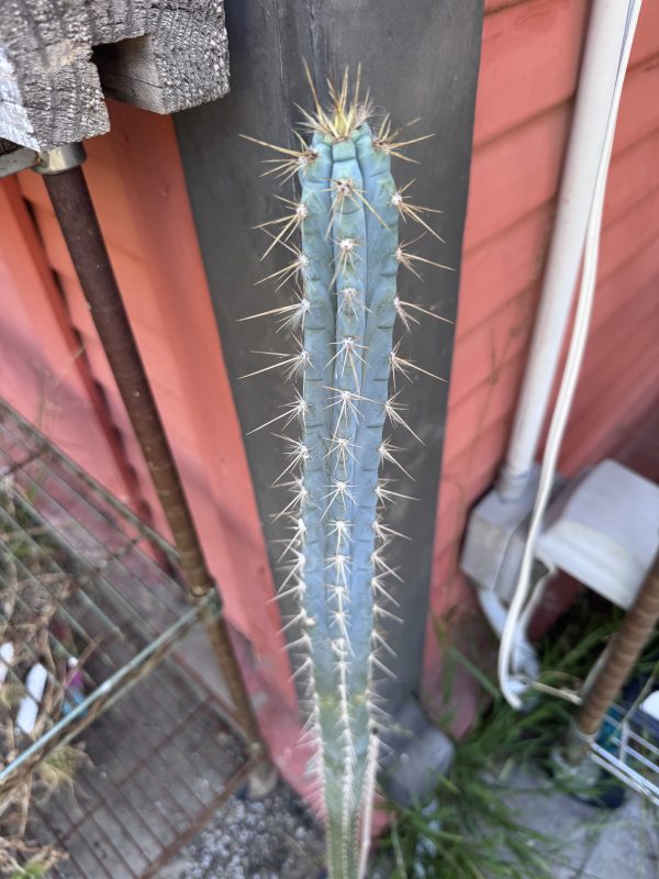 Pilosocereus pentaedraphorus - Image 3